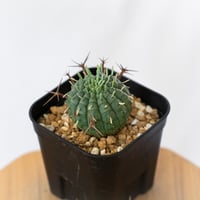 ユーフォルビア 群星冠 実生 Euphorbia stellispina 多肉植物 珍奇植物 静岡 ANTIDOTE 通販 S1627