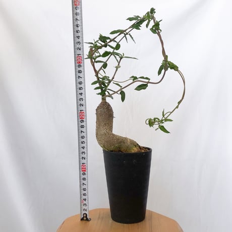 フォッケア エデュリス 火星人 実生 Fockea edulis コーデックス 塊根植物 多肉植物 観葉植物 静岡 ANTIDOTE 通販 S1533