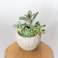 アガベ チタノタ 冠鷲 クラウンイーグル【発根管理中】TC株 Agave