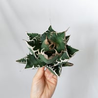 ★8/9まで限定販売★アガベ チタノタ 悪魔くん TC株 ベアルート Agave titanota 多肉植物 珍奇植物 静岡 通販 ANTIDOTE S1582