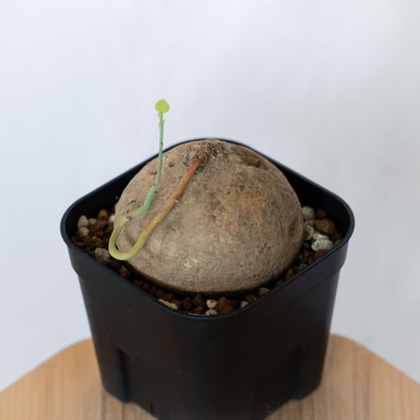 ステファニア エレクタ 実生 Stephania erecta 塊根植物 コーデックス 多肉植物 珍奇植物 静岡 ANTIDOTE 通販 S1547