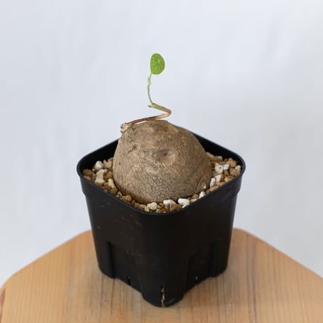 ステファニア エレクタ 実生【発根管理中】Stephania erecta 塊根植物 コーデックス 多肉植物 珍奇植物 静岡 ANTIDOTE 通販 S1596