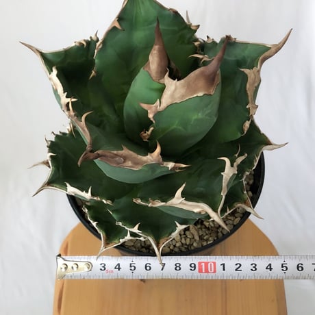 アガベ チタノタ ホワイトファイヤー 大株 Agave titanota White fire 多肉植物 珍奇植物 静岡 ANTIDOTE 通販 S1576