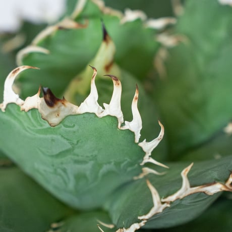 アガベ チタノタ フィリグリー 大株 OC株 agave titanota filigree 多肉植物 珍奇植物 静岡 ANTIDOTE 通販 S1560