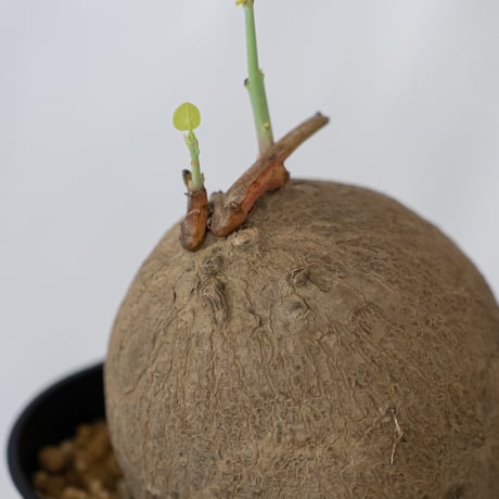 ステファニア エレクタ 実生【発根管理中】Stephania erecta 塊根植物 コーデックス 多肉植物 珍奇植物 静岡 ANTIDOTE 通販 S1595