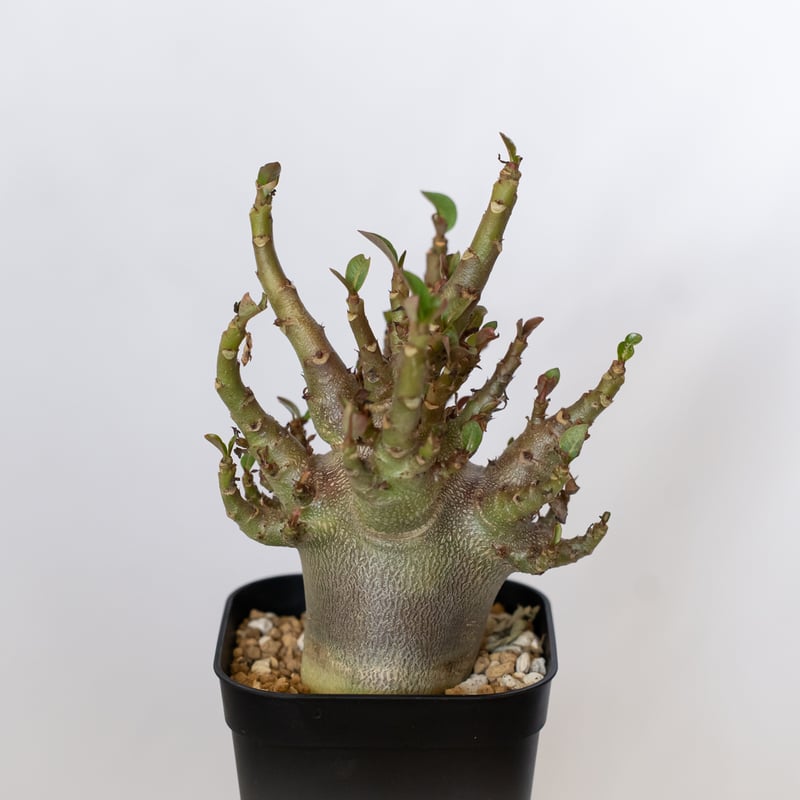 アデニウム アラビカム アデニウム アラビカム ブラックスキン Adenium Arabicum Black Skin