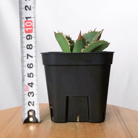 アガベ チタノタ 蚩尤 TC株【発根管理中】しゆう agave titanota chiyou 多肉植物 珍奇植物 静岡 ANTIDOTE 通販 S1525