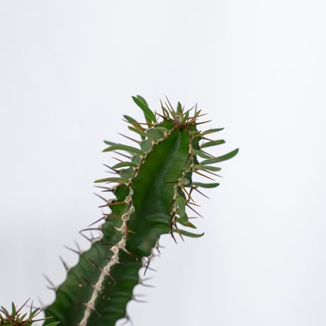 ユーフォルビア ムランジーナ 実生 Euphorbia mlanjeana 多肉植物 珍奇植物 静岡 ANTIDOTE 通販 S1564