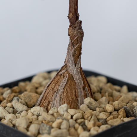 ペトペンチア ナタレンシス 実生 Petopentia natalensis 塊根植物 コーデックス 多肉植物 珍奇植物 静岡 ANTIDOTE 通販 S1602
