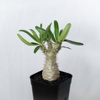 パキポディウム グラキリス 実生 pachypodhium Gracilius 塊根植物 コーデックス 多肉植物 珍奇植物 静岡 ANTIDOTE 通販 S1739