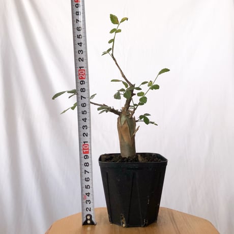 ブルセラ ファガロイデス 実生 Bursera fagaroides 多肉植物 珍奇植物 ANTIDOTE 静岡 通販 S1516