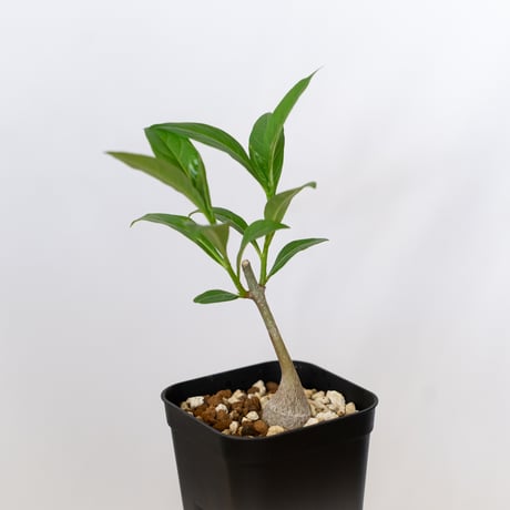 バオバブの木 アダンソニア・ディギタータ 実生 Baobab Adansonia Digitata コーデックス 塊根植物 多肉植物 観葉植物 星の王子さま 静岡 ANTIDOTE 通販 S1538