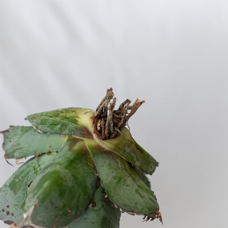 ★8/9まで限定販売★ アガベ チタノタBB怪獣  TC株 ベアルート Agave titanota Black & Blue 多肉植物 珍奇植物 静岡 通販 ANTIDOTE S1579