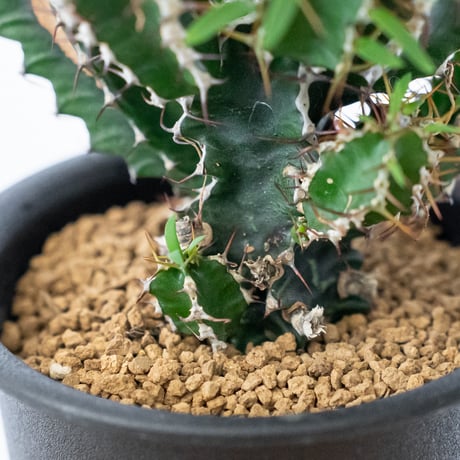 ユーフォルビア ムランジーナ 実生 Euphorbia mlanjeana 多肉植物 珍奇植物 静岡 ANTIDOTE 通販 S1564