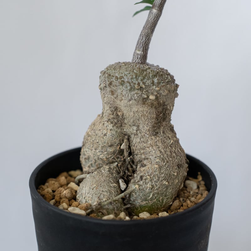 フォッケア エデュリス 火星人 実生 Fockea edulis コーデックス 塊根