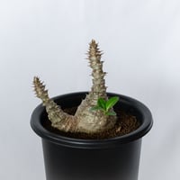 パキポディウム ウィンゾリー 実生 pachypodhium Windsorii 塊根植物 多肉植物 珍奇植物 静岡 ANTIDOTE 通販 S1708