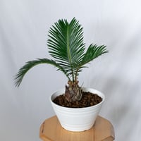 ソテツ 実生 Cycas revoluta 観葉植物 インテリアグリーン 庭木 静岡 ANTIDOTE 通販 S1552