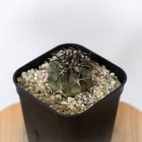 コピアポア デュラ 銅鑼丸 実生 Copiapoa dura サボテン 多肉植物 珍奇植物 静岡 ANTIDOTE 通販 S1721