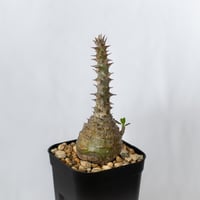 パキポディウム ウィンゾリー 実生 pachypodhium Windsorii 塊根植物 多肉植物 珍奇植物 静岡 ANTIDOTE 通販 S1590