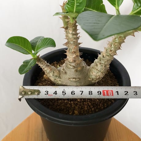 パキポディウム ウィンゾリー 実生 pachypodhium Windsorii 塊根植物 多肉植物 珍奇植物 静岡 ANTIDOTE 通販 S1709