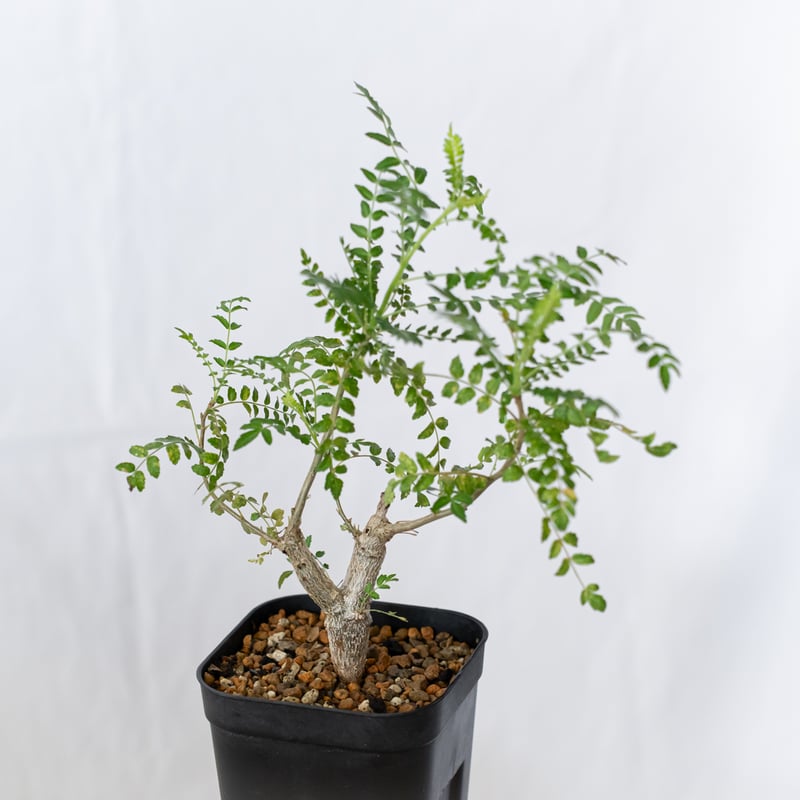 ボスウェリア ネグレクタ 実生 Boswellia neglecta 多肉植物 珍奇植物