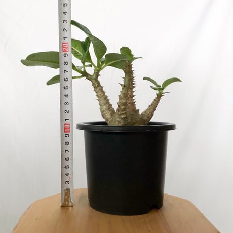 パキポディウム ウィンゾリー 実生 pachypodhium Windsorii 塊根植物 多肉植物 珍奇植物 静岡 ANTIDOTE 通販 S1709