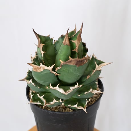 アガベ チタノタ ホワイトファイヤー 大株 Agave titanota White fire 多肉植物 珍奇植物 静岡 ANTIDOTE 通販 S1576