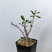 フォークイエリア ファシクラータ 実生 Fouquieria fasciculata 塊根植物 コーデックス 多肉植物 珍奇植物 静岡 ANTIDOTE 通販 S1548