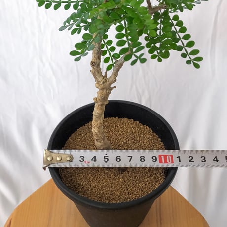 オペルクリカリア パキプス 実生 Operculicarya pachypus 塊根植物 多肉植物 珍奇植物 静岡 ANTIDOTE 通販 S1565