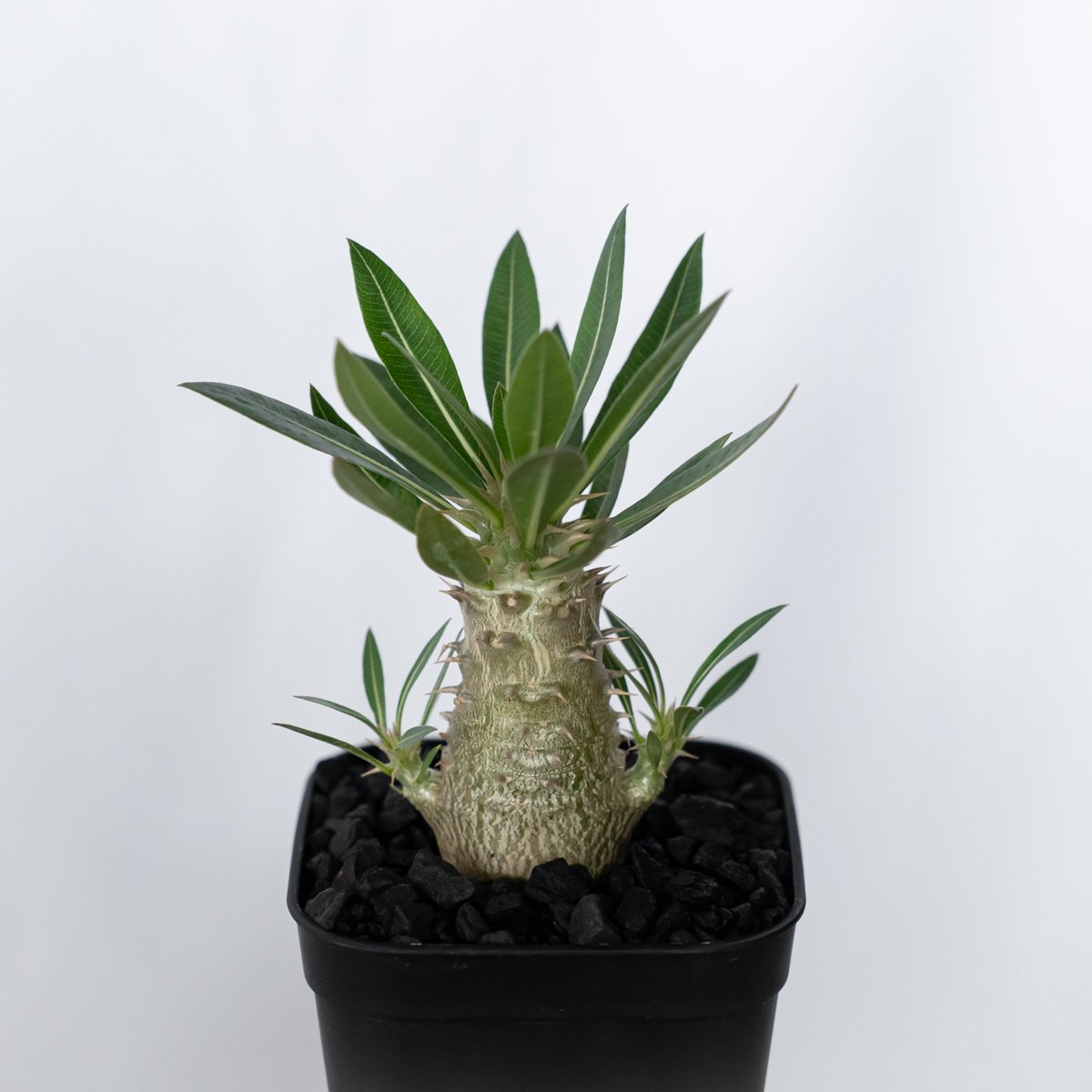 パキポディウム ホロンベンセ 実生 Pachypodium horombense 塊根植物 コ