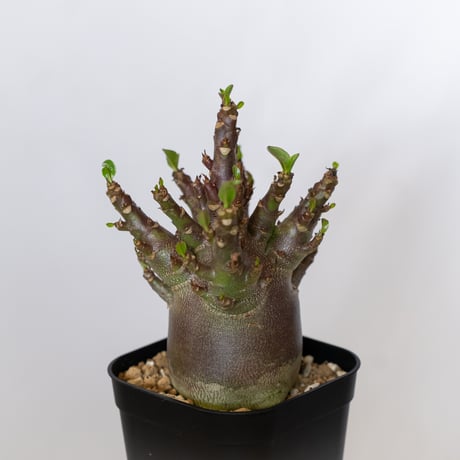アデニウム アラビカム ブラックスキン Adenium Arabicum Black Skin 塊根植物 コーデックス 珍奇植物 多肉植物 静岡 ANTIDOTE 通販 S1540