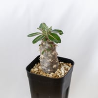 パキポディウム カクチペス 実生 pachypodhium rosulatum var. cactipes 塊根植物 コーデックス 多肉植物 珍奇植物 静岡 ANTIDOTE 通販 S1639