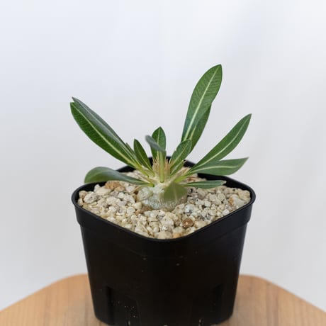 パキポディウム レウコキサンツム 実生 Pachypodium brevicaule leucoxanthum 塊根植物 コーデックス 多肉植物 珍奇植物 静岡 ANTIDOTE 通販 S1626