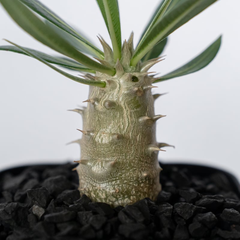 パキポディウム ホロンベンセ 実生 Pachypodium horombense 塊根植物 コ