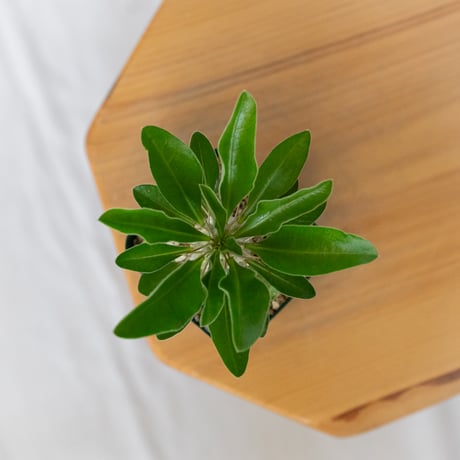 パキポディウム サウンデルシー 実生 白馬城 Pachypodium saundersii 塊根植物 コーデックス 多肉植物 珍奇植物 静岡 ANTIDOTE 通販 S1604