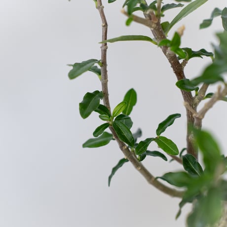 フォッケア エデュリス 火星人 実生 Fockea edulis コーデックス 塊根植物 多肉植物 観葉植物 静岡 ANTIDOTE 通販 S1534