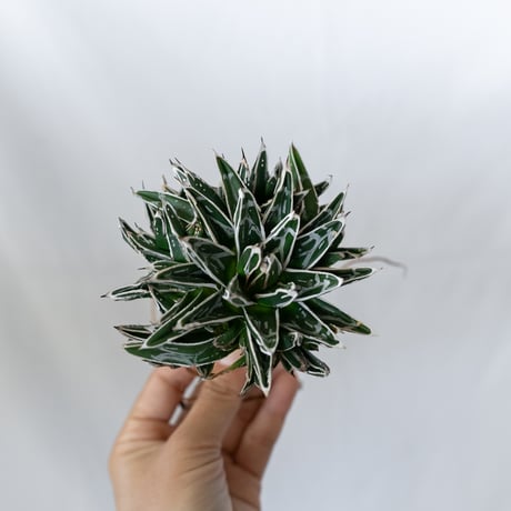 アガベ 姫笹の雪 OC株 ベアルート Agave victoriae-reginae 多肉植物 珍奇植物 静岡 通販 ANTIDOTE S1609