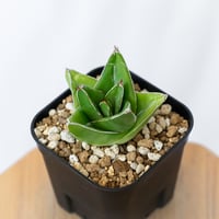 アガベ 笹の雪 D型 OC株 Agave victoriae-reginae 多肉植物 珍奇植物 静岡 通販 ANTIDOTE S1632
