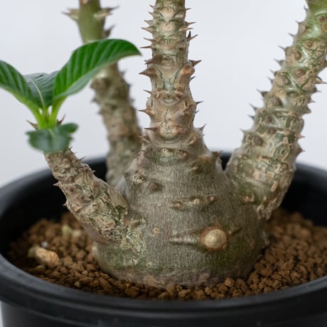 パキポディウム ウィンゾリー 実生 pachypodhium Windsorii 塊根植物 多肉植物 珍奇植物 静岡 ANTIDOTE 通販 S1709