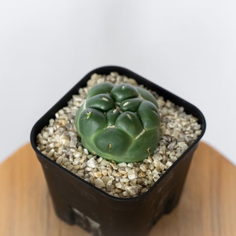コリファンタ 刺無象牙丸 実生 Coryphantha elephantidens サボテン 多肉植物 珍奇植物 静岡 ANTIDOTE 通販 S1718
