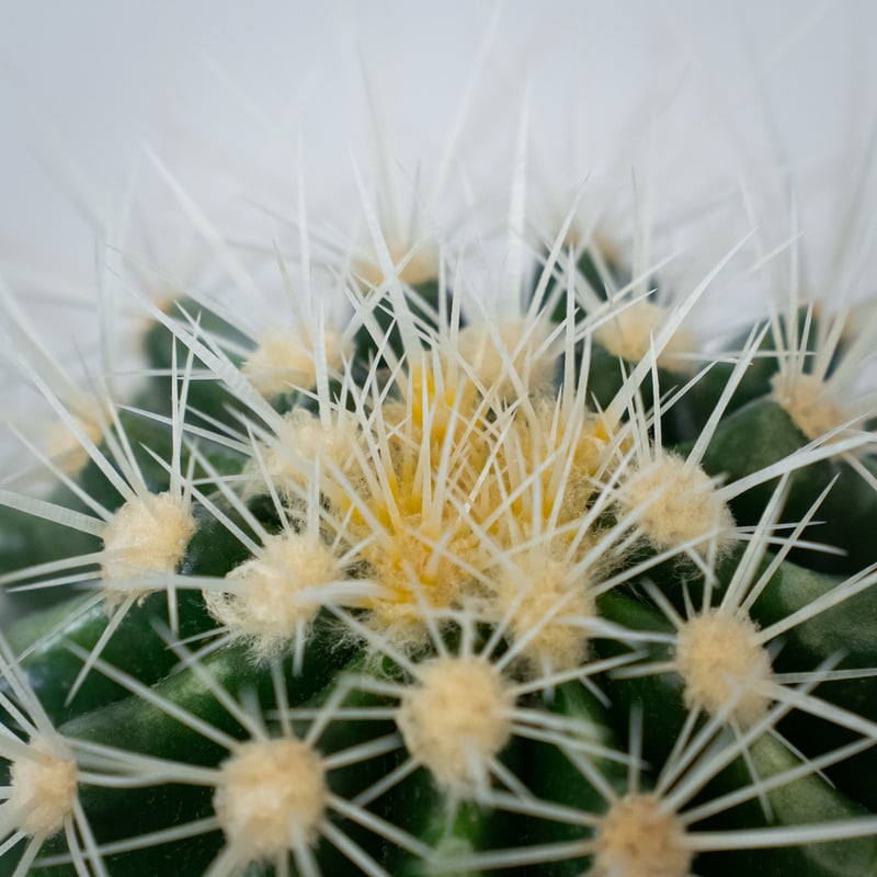 エキノカクタス 金鯱 実生 Golden ball cactus サボテン 多肉植物 珍奇