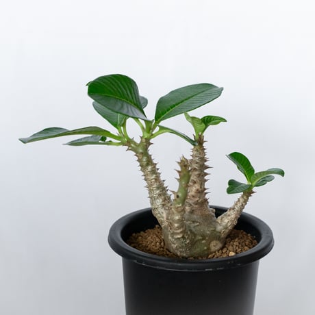 パキポディウム ウィンゾリー 実生 pachypodhium Windsorii 塊根植物 多肉植物 珍奇植物 静岡 ANTIDOTE 通販 S1709