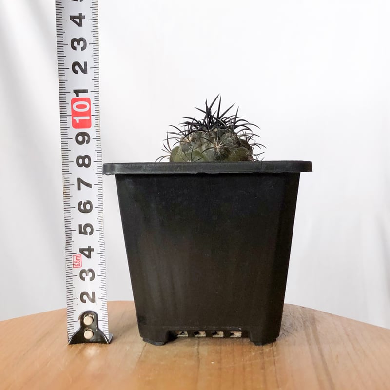 コピアポア グリセオビオラセア 実生 Copiapoa griseoviolacea サボテ