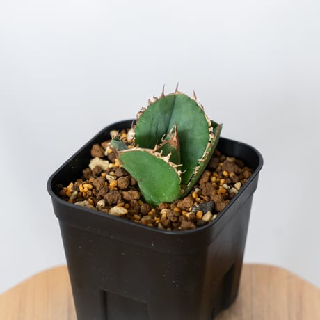 アガベ チタノタ 蚩尤 TC株【発根管理中】しゆう agave titanota chiyou 多肉植物 珍奇植物 静岡 ANTIDOTE 通販 S1525