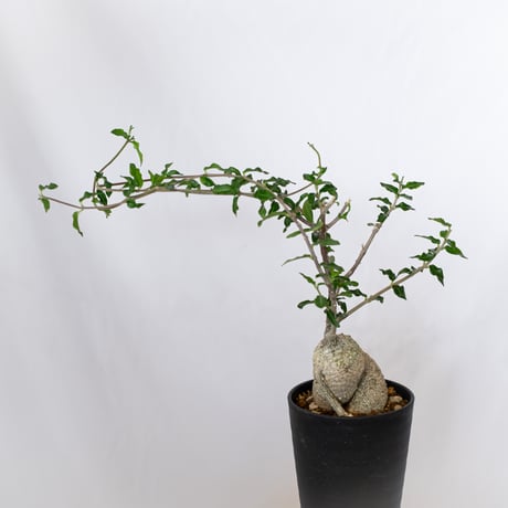 フォッケア エデュリス 火星人 実生 Fockea edulis コーデックス 塊根植物 多肉植物 観葉植物 静岡 ANTIDOTE 通販 S1534