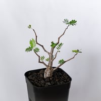 センナ メリディオナリス 実生 Senna Meridionalis 灌木コーデックス 塊根植物 多肉植物 珍奇植物 静岡 ANTIDOTE 通販 S1514