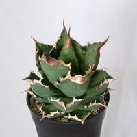 アガベ チタノタ ホワイトファイヤー 大株 Agave titanota White fire 多肉植物 珍奇植物 静岡 ANTIDOTE 通販 S1576