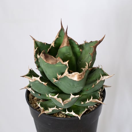 アガベ チタノタ ホワイトファイヤー 大株 Agave titanota White fire 多肉植物 珍奇植物 静岡 ANTIDOTE 通販 S1576