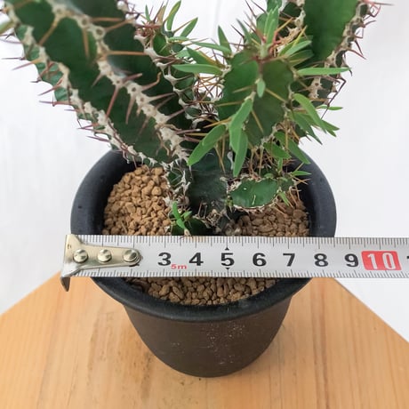 ユーフォルビア ムランジーナ 実生 Euphorbia mlanjeana 多肉植物 珍奇植物 静岡 ANTIDOTE 通販 S1564