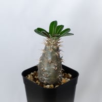 パキポディウム カクチペス 実生 pachypodhium rosulatum var. cactipes 塊根植物 コーデックス 多肉植物 珍奇植物 静岡 ANTIDOTE 通販 S1550